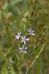 Wing-angle loosestrife